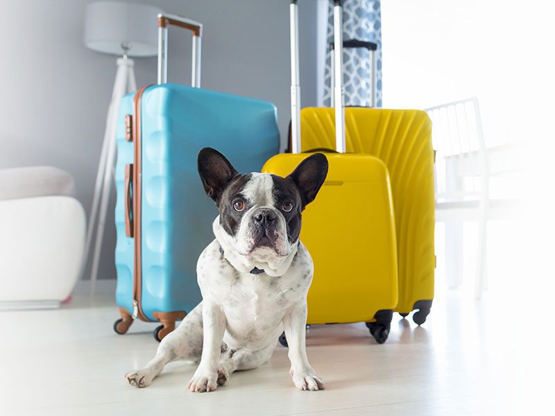 Dog Suitcase