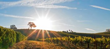 Santa Rosa, CA Vineyards