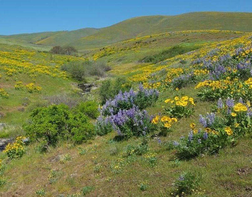 tri-cities washington