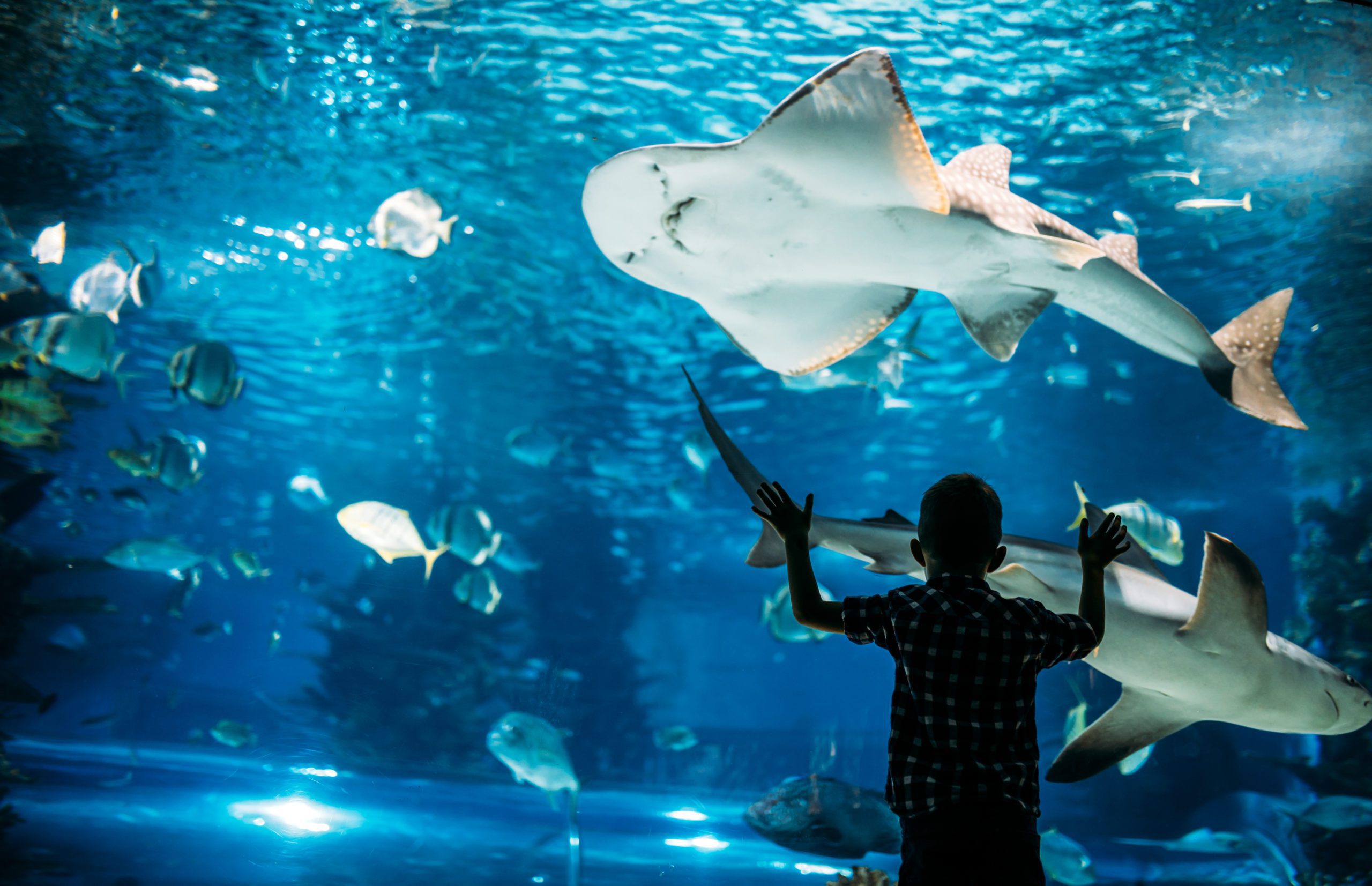 Myrtle Beach Aquariums