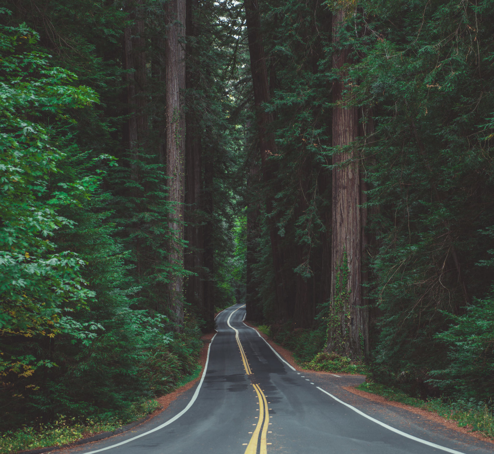 Avenue of the Giants