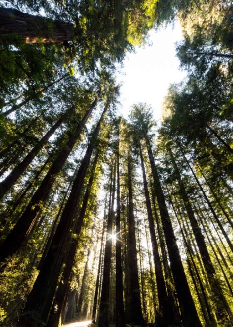 Redwood National Park