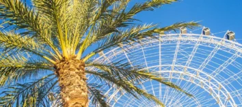 palm tree and ferris wheel