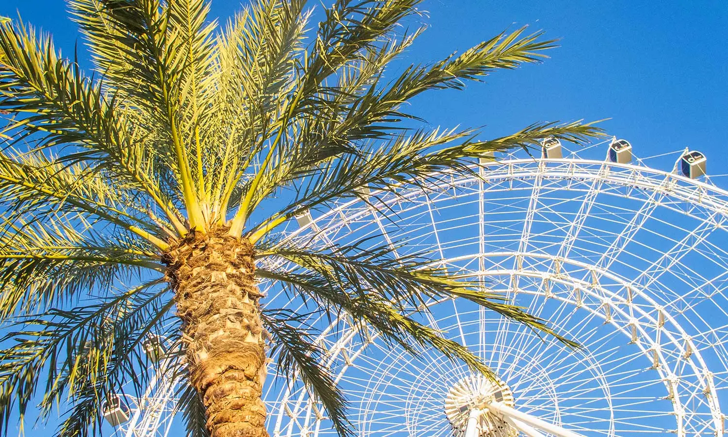 palm tree and ferris wheel