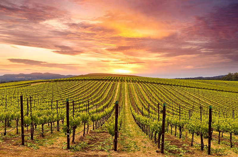 background of Santa Rosa, CA (STS)
